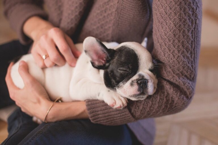 problemas renales en perros más habituales
