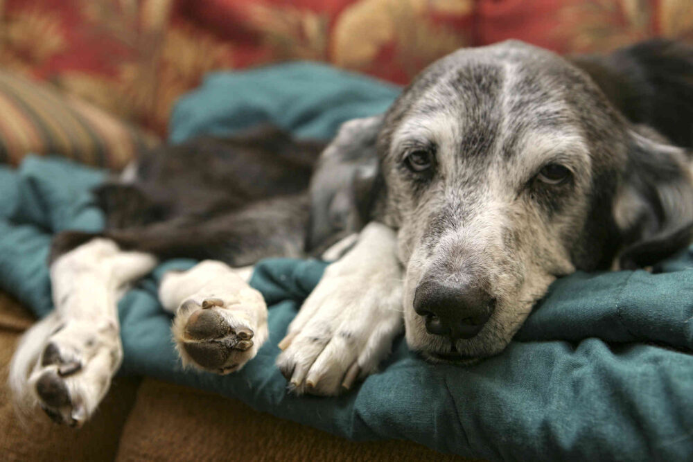 problemas renales en perros más habituales