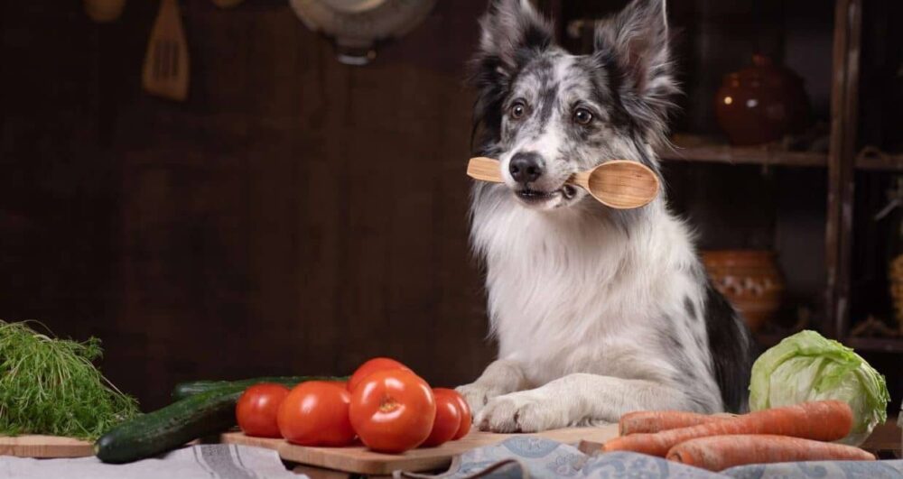 comida casera para perros