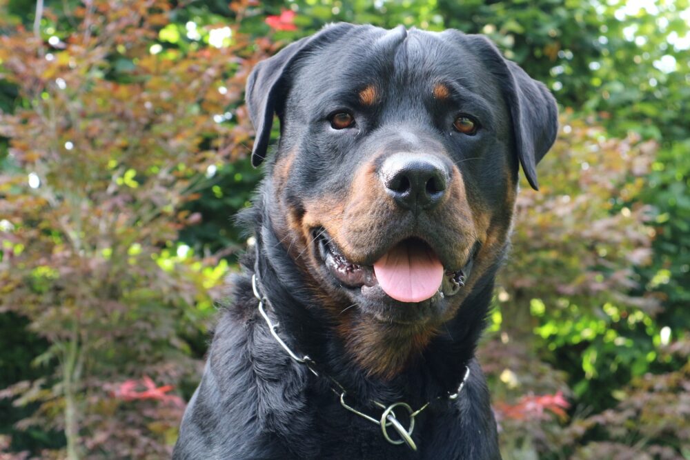 les meilleures races de chiens de garde