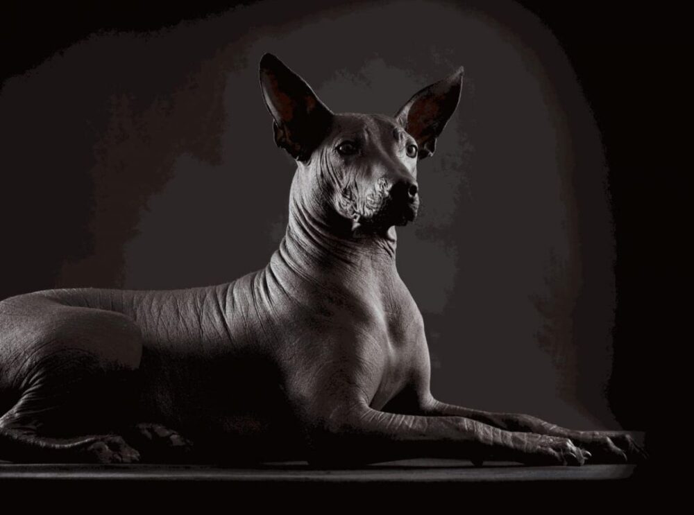El perro Xoloitzcuintle es originario de México