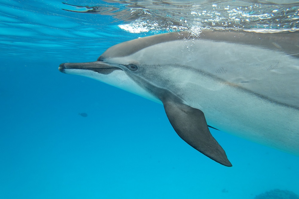 Ce que vous ne saviez pas sur les dauphins