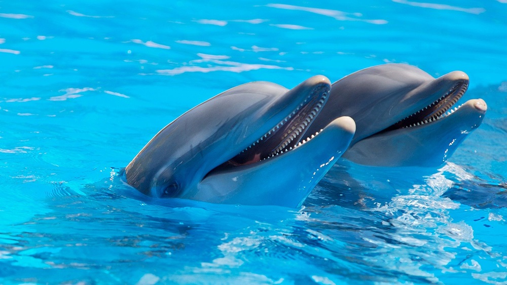 Choses curieuses sur les dauphins