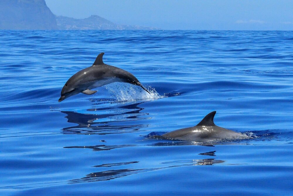 Curiosidades sobre los delfines