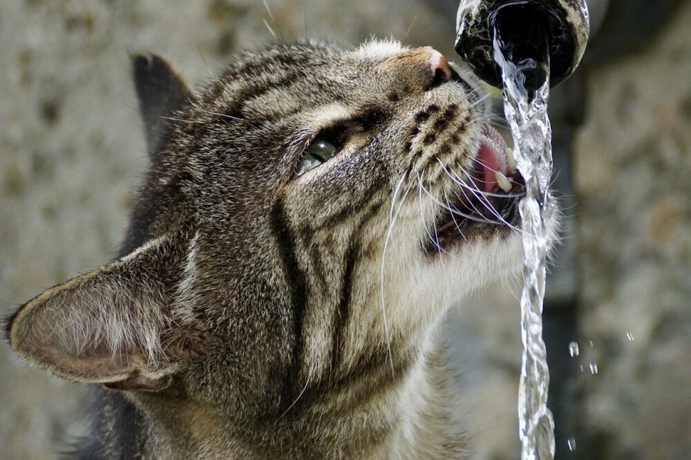 Este es el motivo por el que los gatos odian el agua