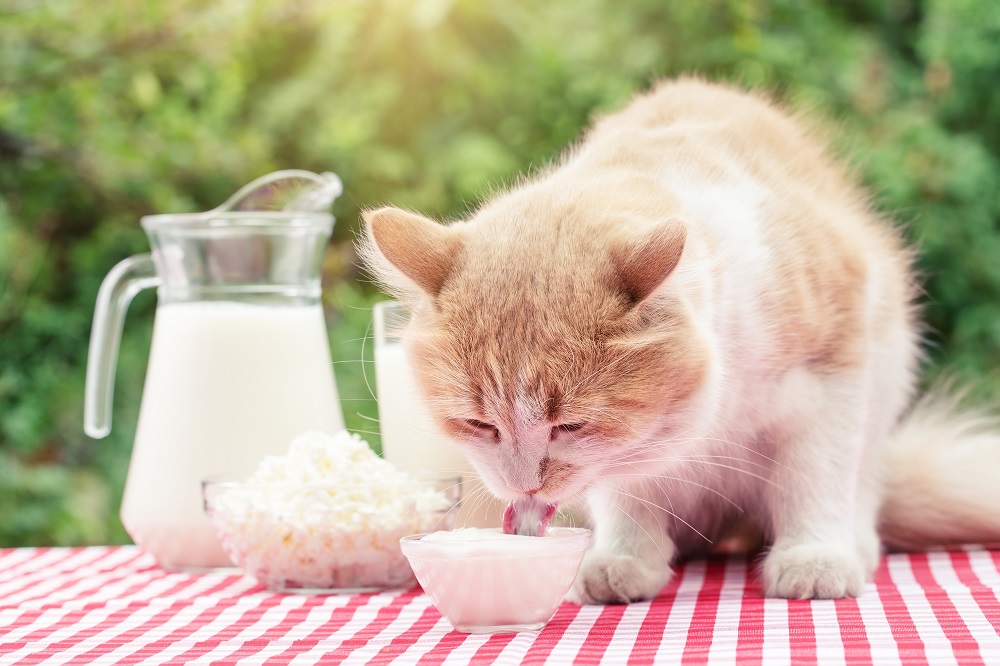 Problèmes d'un chat qui boit du lait