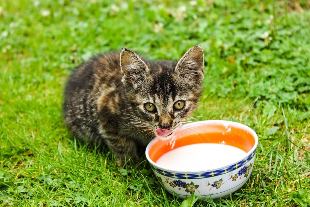 Dar leche de vaca a un gato es malo