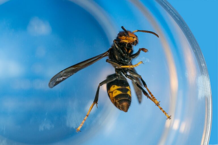 Por qué es tan peligrosa la avispa asiática