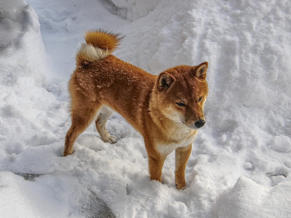 Carácter del shiba inu