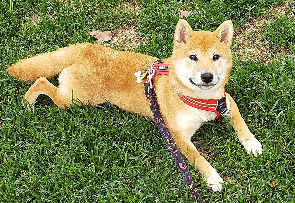 Características físicas del shiba inu
