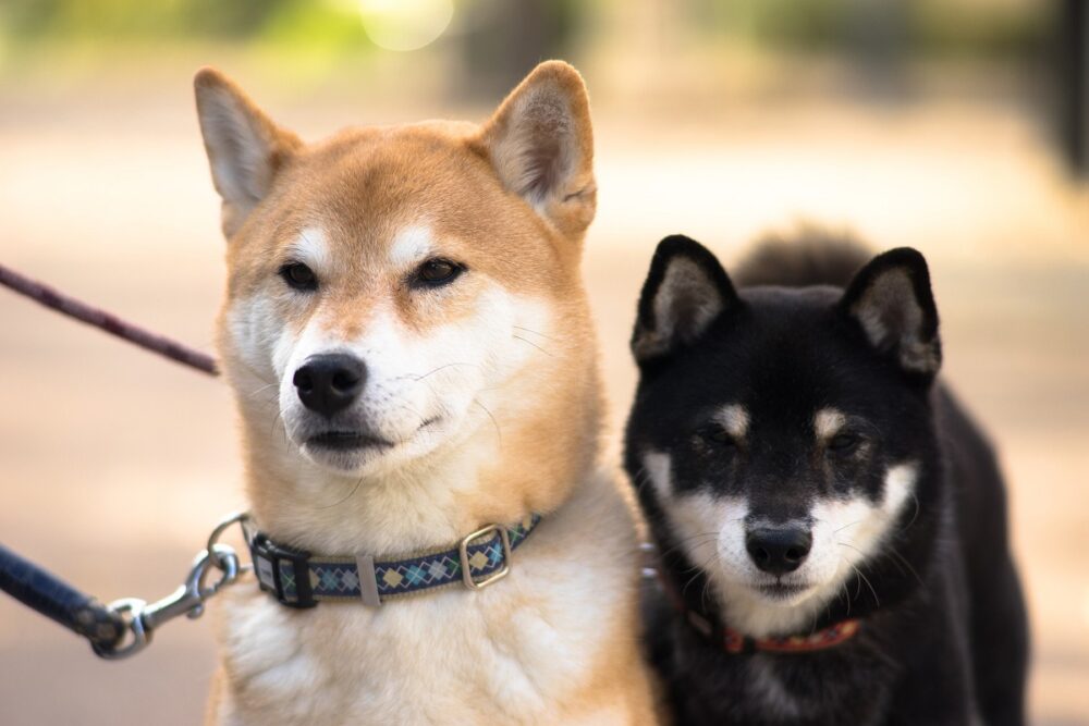 Perro Shiba Inu