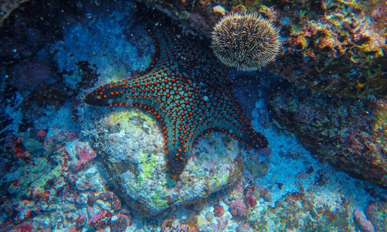Descubre cómo se regenera una estrella de mar
