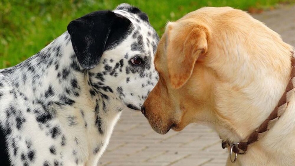 Comment agir lorsque deux chiens se battent