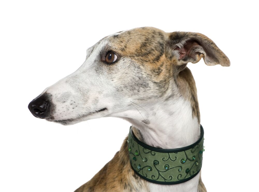 perro Galgo Español
