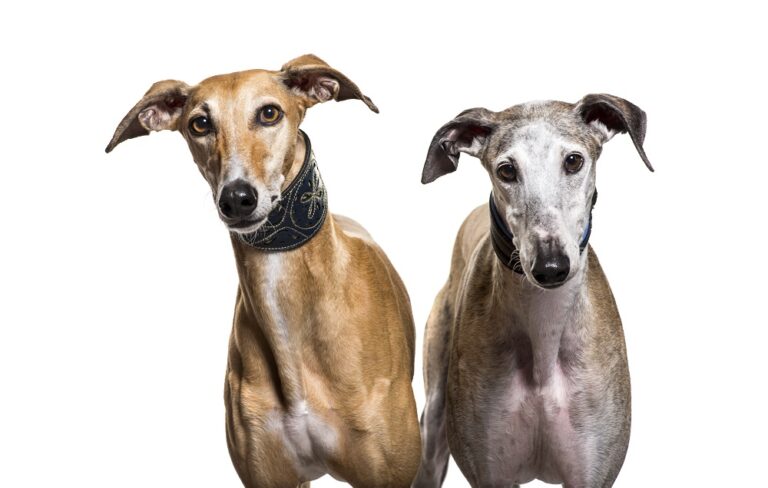 Sweat à Capuche Lévrier Espagnol Galgo - Sweat Chien Lévrier Pour Fans De Chiens