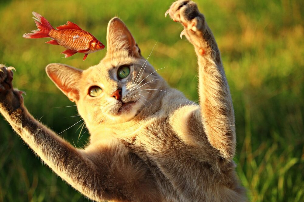 Por instinto natural y maternal, son las principales razones por las que los gatos llevan animales muertos a sus dueños