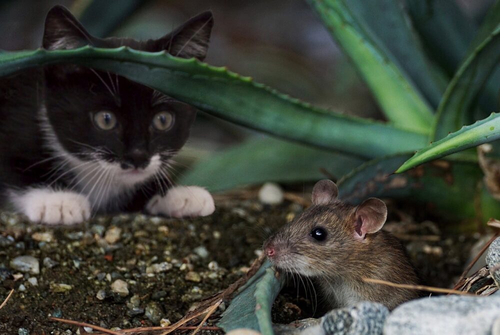 Descubre los motivos por los que los gatos llevan animales muertos a sus dueños