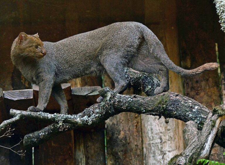 Descubre al jaguarundi, el felino más desconocido de América