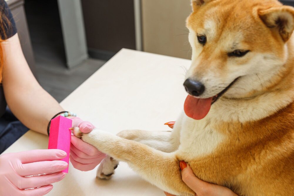 mejores limas de uñas para perros