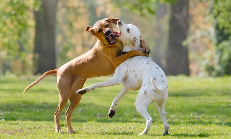 Cómo actuar cuando dos perros se están peleando