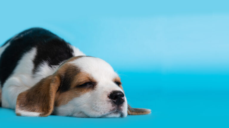 Beagle durmiendo