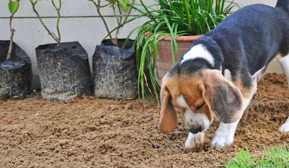 perros entierran su comida