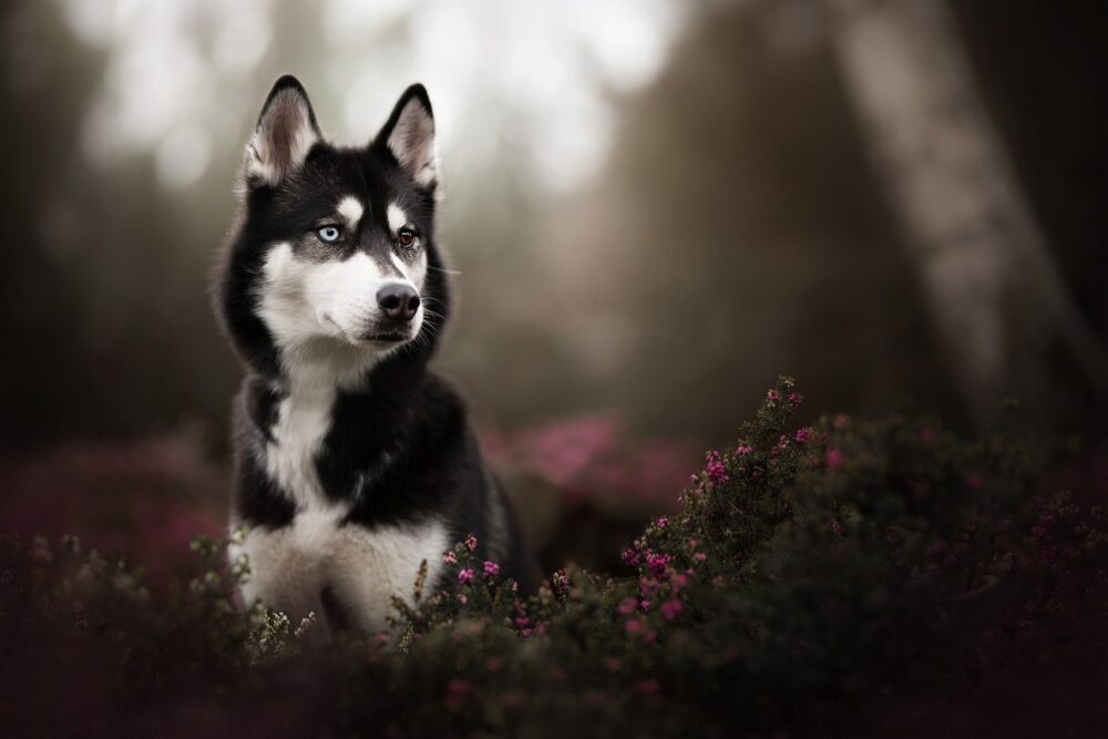 perro Husky de Sajalín