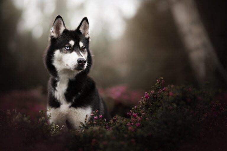 Chien Husky de Sakhaline