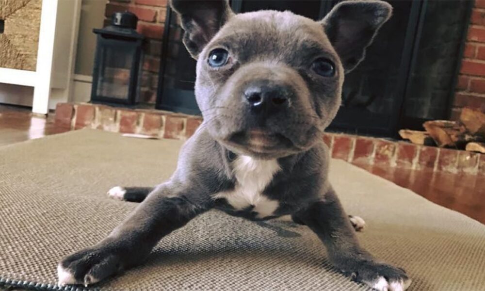 síndrome del cachorro nadador