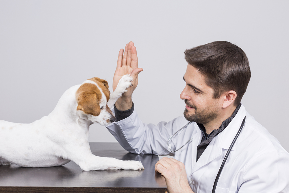 Cómo tratar la tos de las perreras