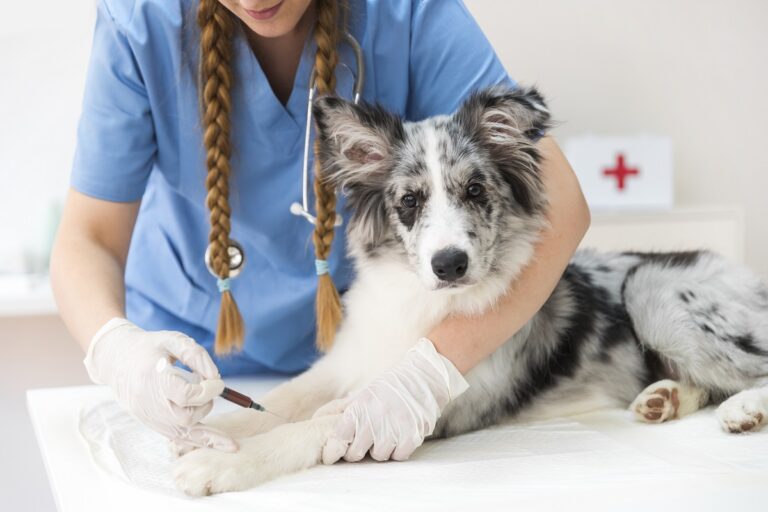 Calendario de vacunación para perros