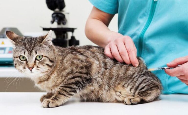 Calendrier de vaccination pour les chats