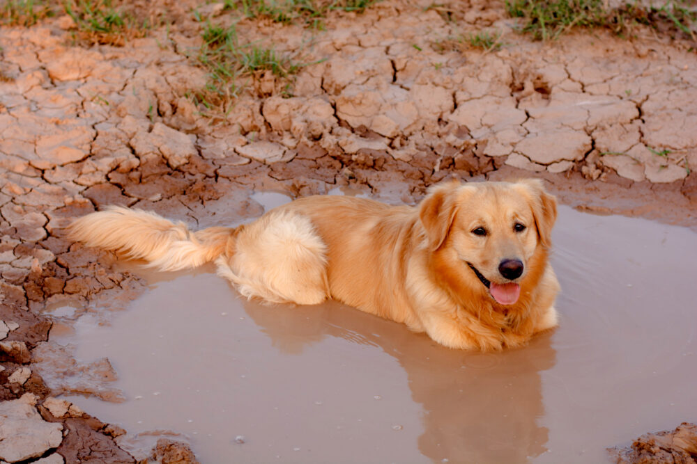 Problemas de que tu perro beba de los charcos