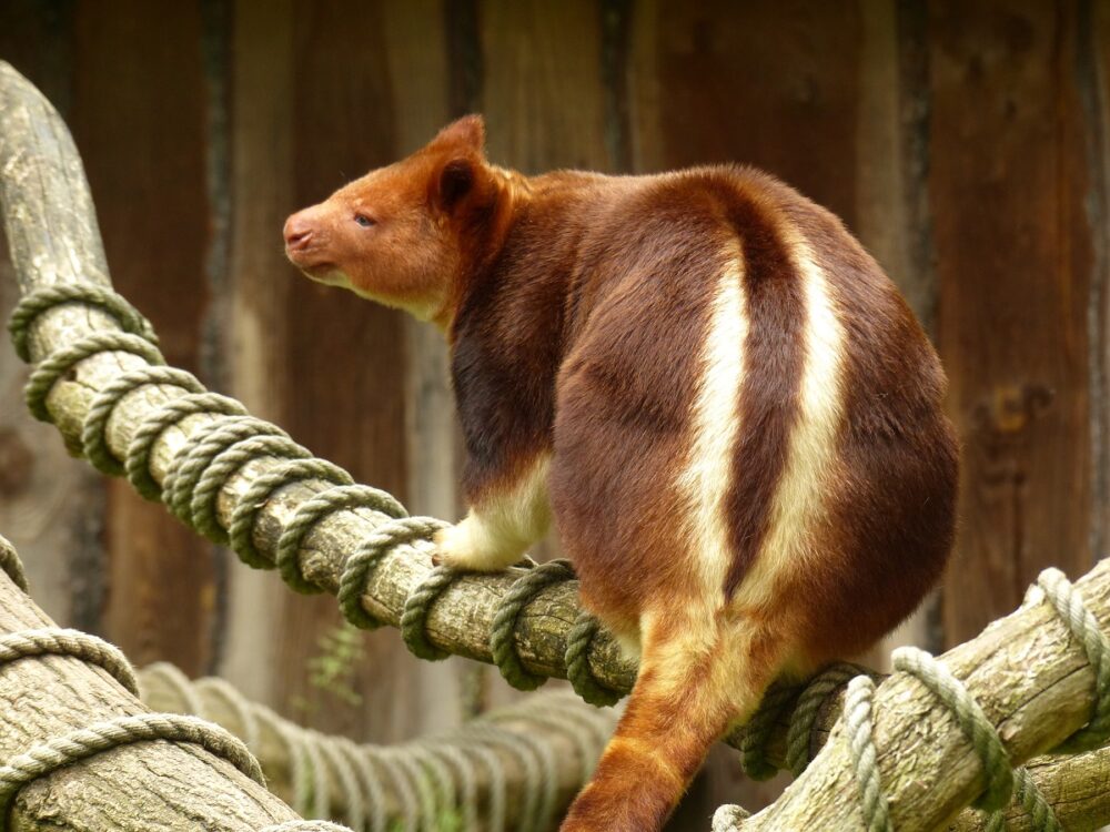 El canguro arborícola de Goodfellow