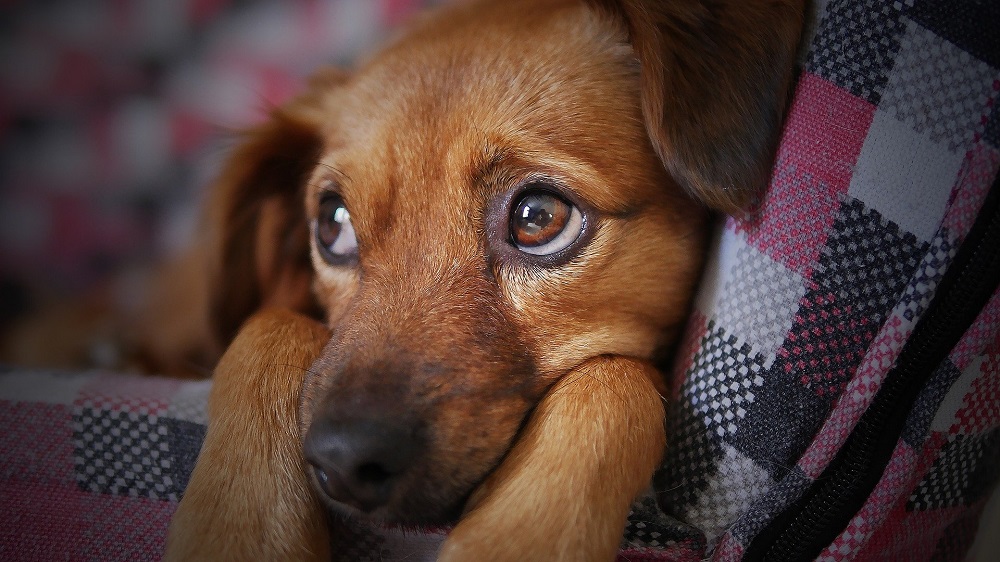 Qué hacer si un perro se golpea la cabeza