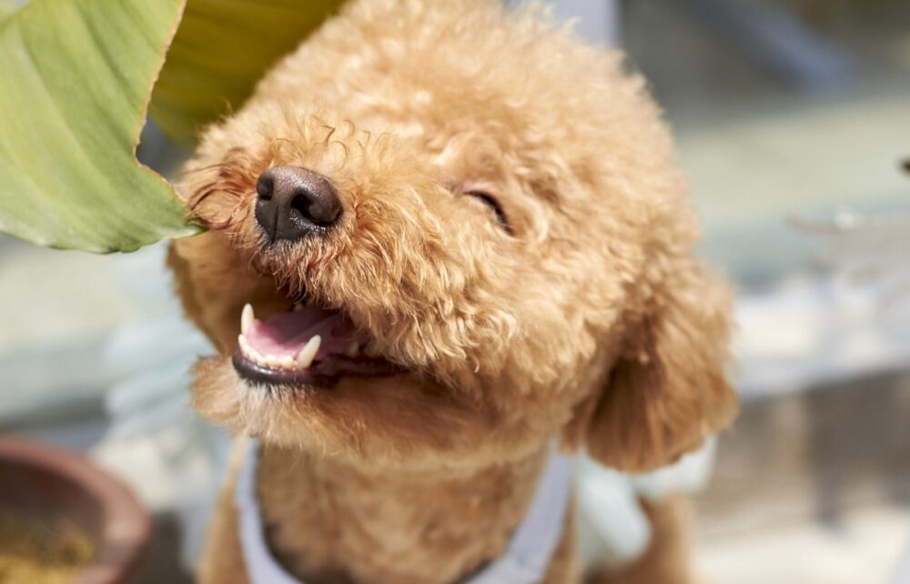 Cada cuánto tiempo hay que cortar el pelo a un caniche