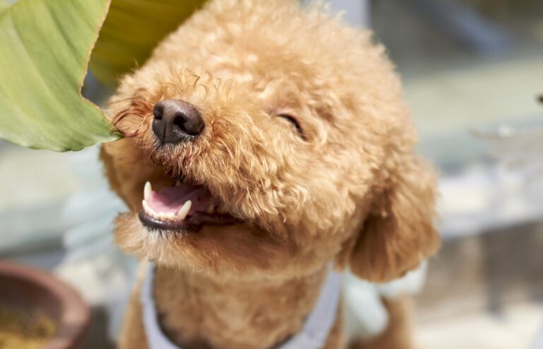 Cada cuánto tiempo hay que cortar el pelo a un caniche