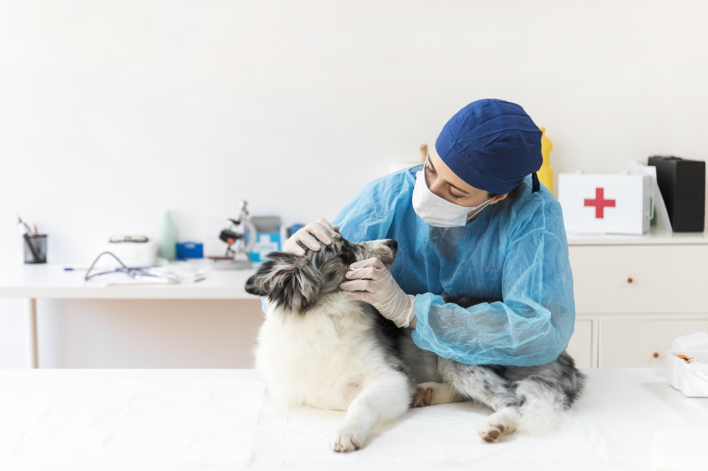 Cuándo ir al veterinario si el perro se golpea la cabeza