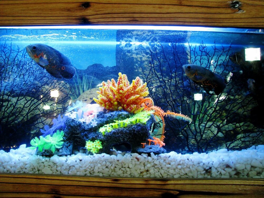 Limpiar bien la grava del acuario