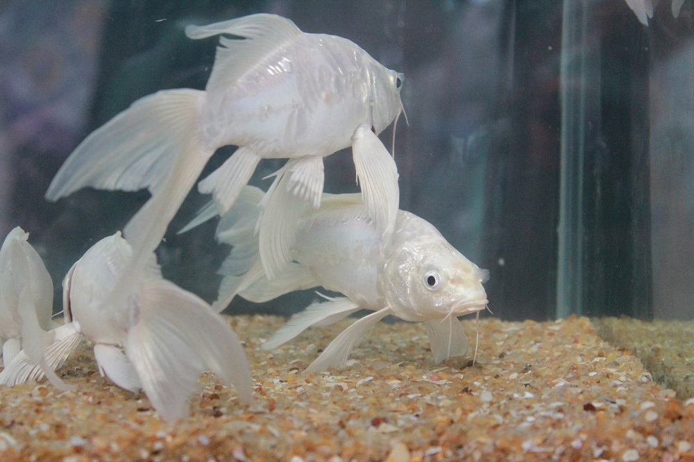Eliminar suciedad de la grava del acuario