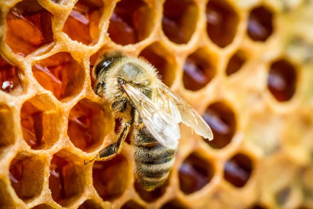 Cómo producen la miel las abejas