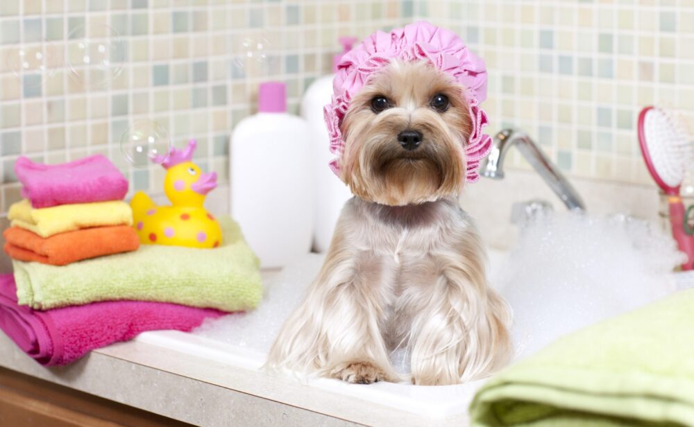 bañar a tu perro en casa