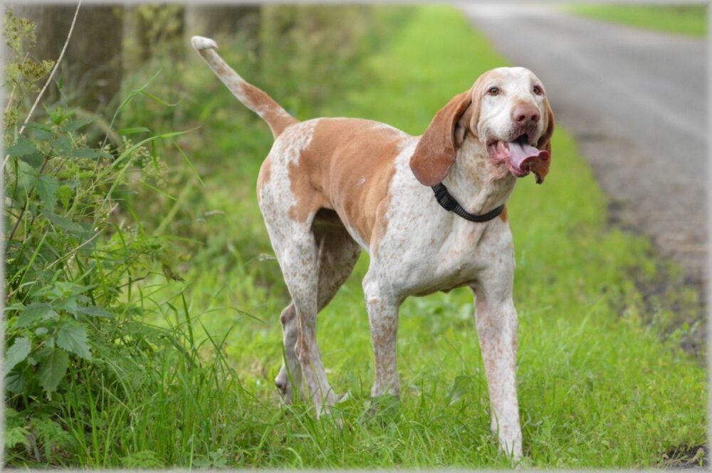 perro Braco italiano