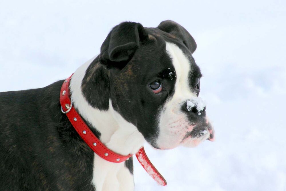Tipos de collares y arneses para perros