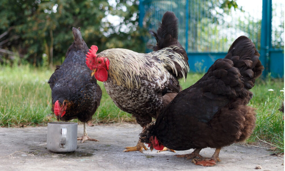 Criar gallinas en casa