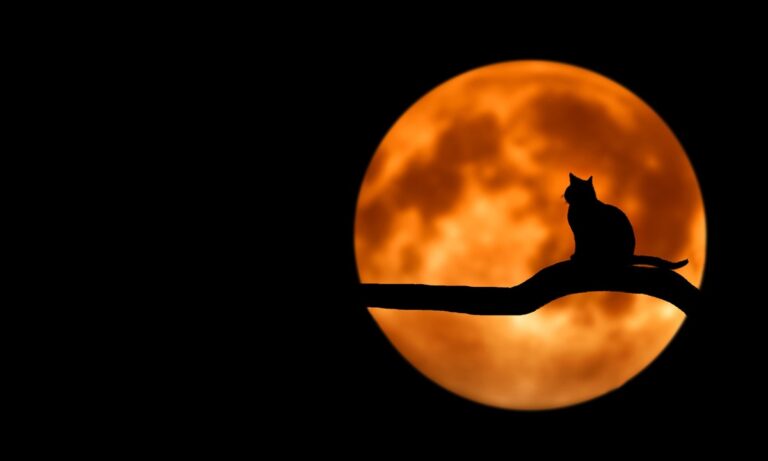 Découvrez si octobre est un danger pour les chats noirs et blancs.