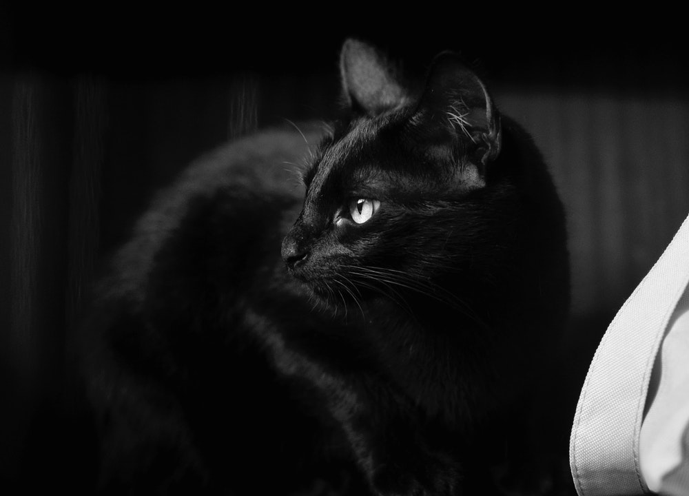 PETA estime qu'octobre est un mois dangereux pour les chats noirs et blancs.