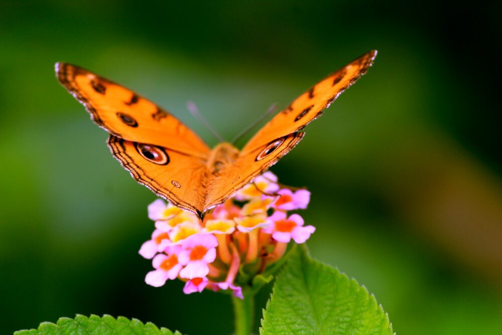 migración mariposas monarca