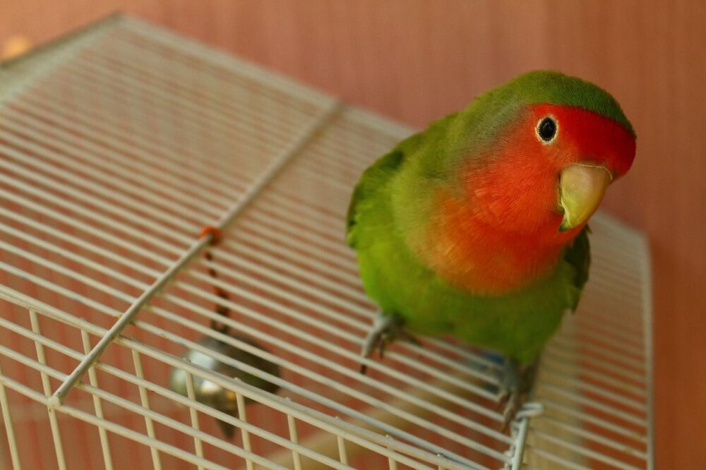 Laissez un oiseau s'envoler hors de sa cage