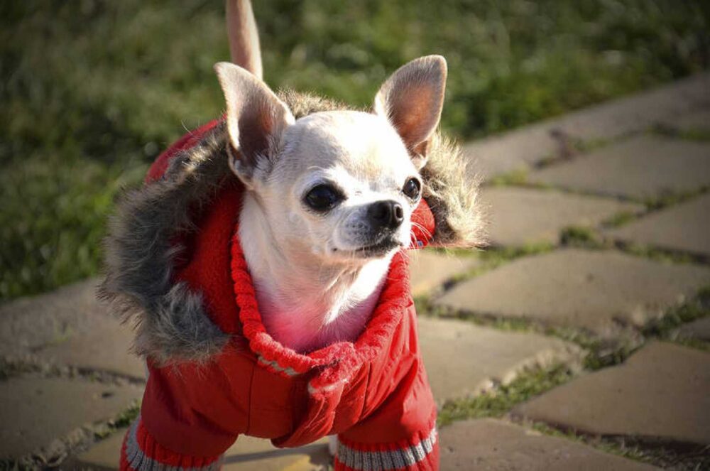 razas de perro que más frío pasan en invierno